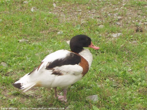 Photo de Canard tadorne de belon