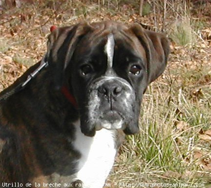 Photo de Boxer