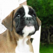 Photo de Boxer