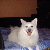 Photo de Spitz moyen