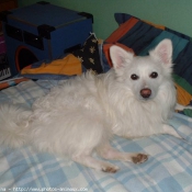 Photo de Spitz moyen