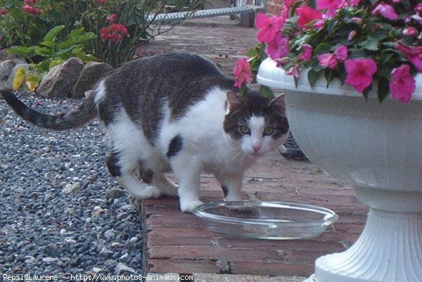 Photo de Chat domestique