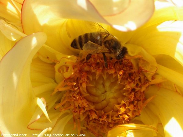 Photo d'Abeille