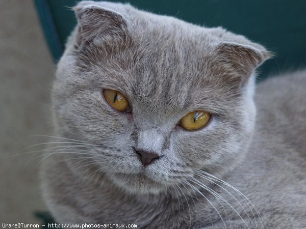 Photo de Scottish fold