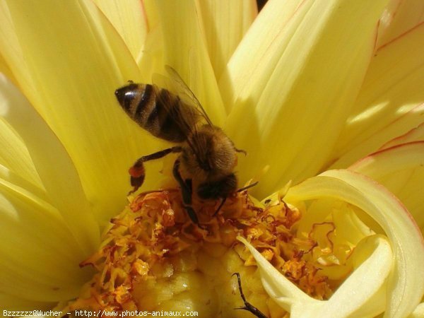 Photo d'Abeille