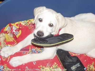 Photo de Labrador retriever