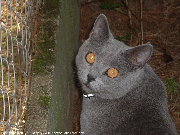 Photo de Chartreux