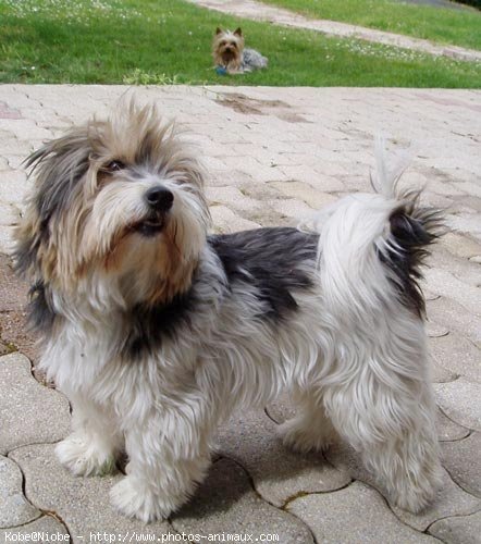 Photo de Yorkshire terrier