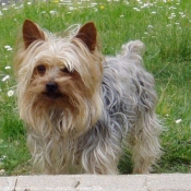 Photo de Yorkshire terrier