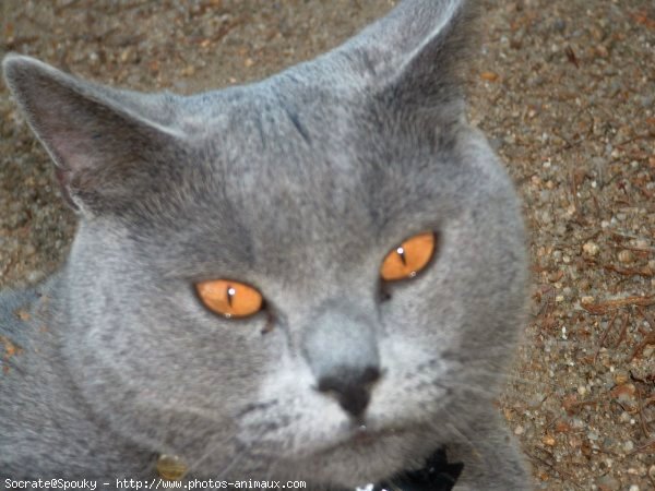 Photo de Chartreux