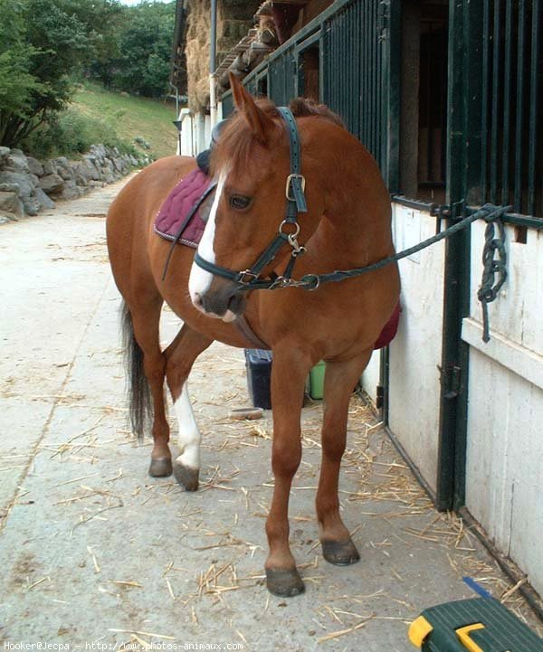 Photo de Poney franais de selle