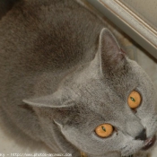 Photo de Chartreux