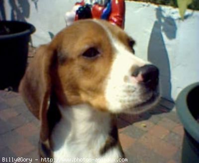 Photo de Beagle