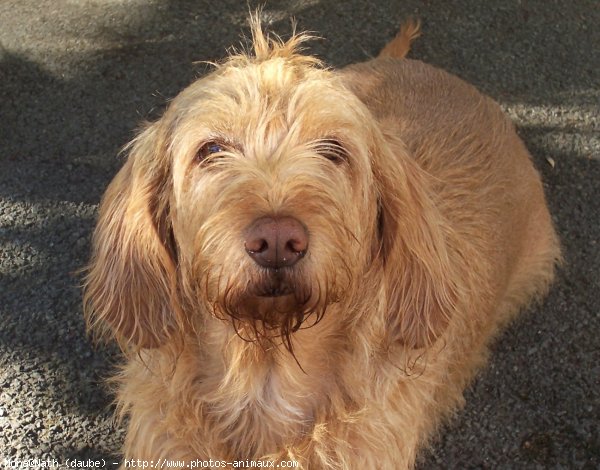 Photo de Griffon fauve de bretagne