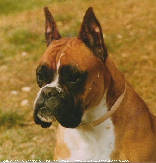 Photo de Boxer