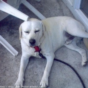 Photo de Labrador retriever