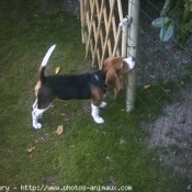 Photo de Beagle