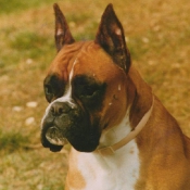 Photo de Boxer