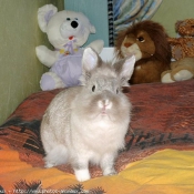 Photo de Lapin