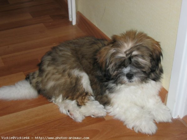 Photo de Lhassa apso