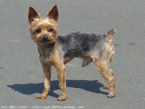 Photo de Yorkshire terrier