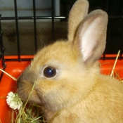 Photo de Lapin