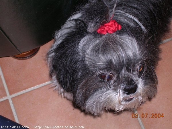 Photo de Shih tzu