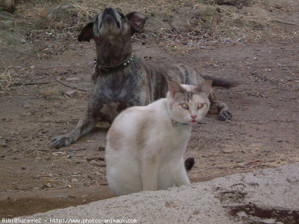 Photo de Races diffrentes