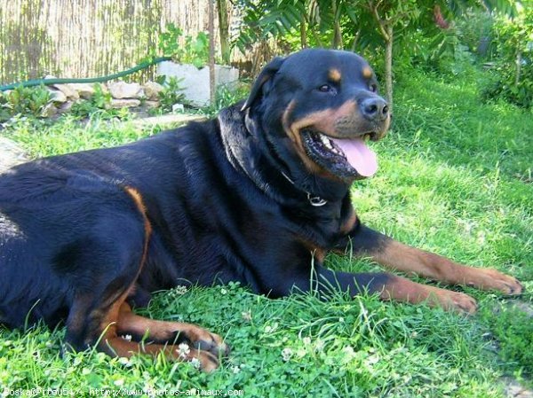 Photo de Rottweiler