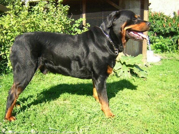 Photo de Rottweiler