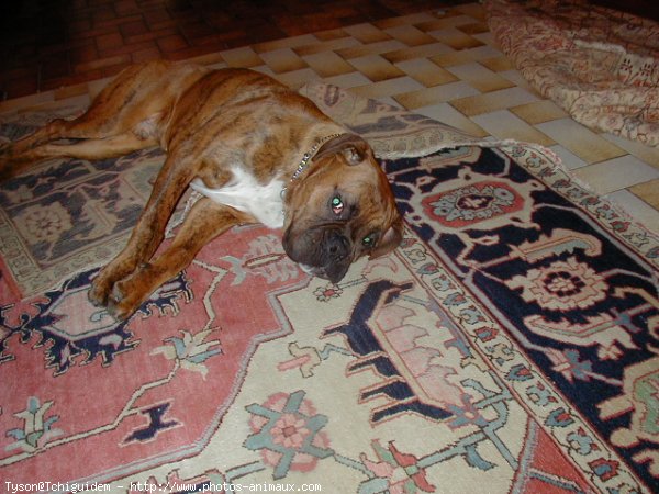 Photo de Boxer