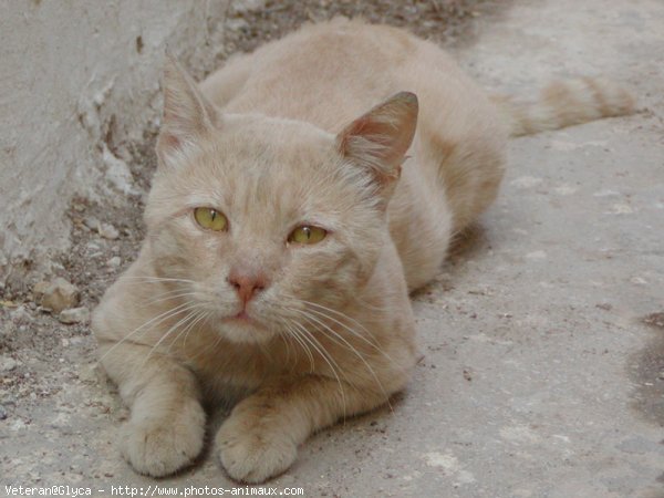 Photo de Chat domestique