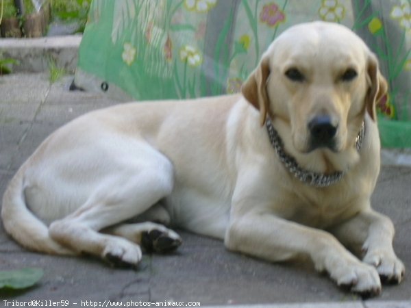 Photo de Labrador retriever