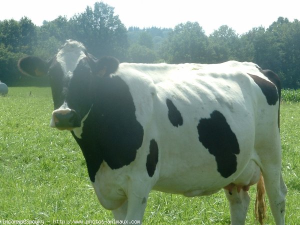 Photo de Vache