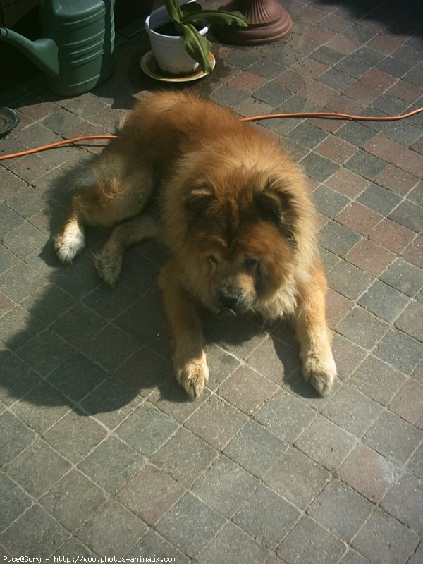 Photo de Chow chow