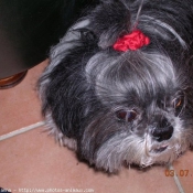 Photo de Shih tzu