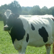 Photo de Vache