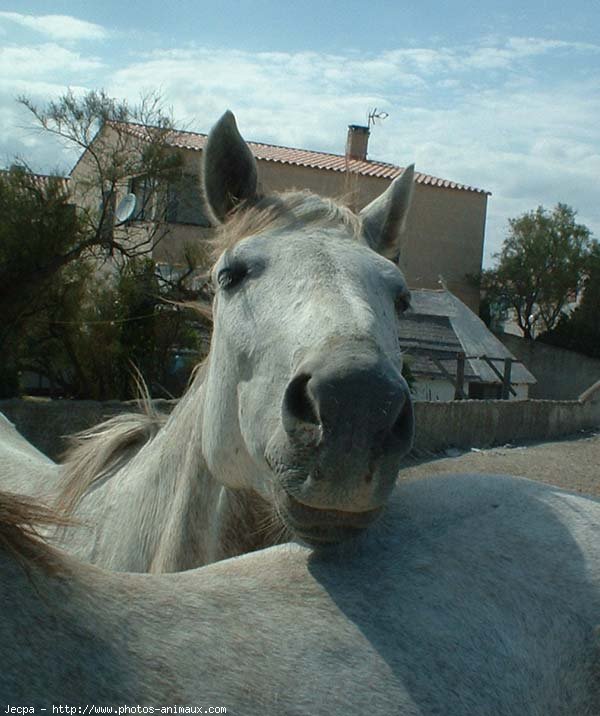 Photo de Camargue