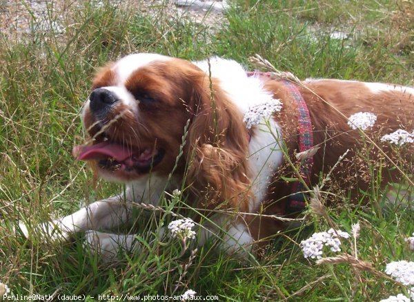 Photo de Cavalier king charles spaniel