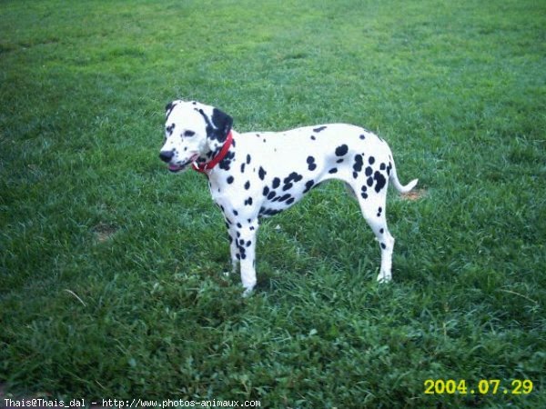 Photo de Dalmatien