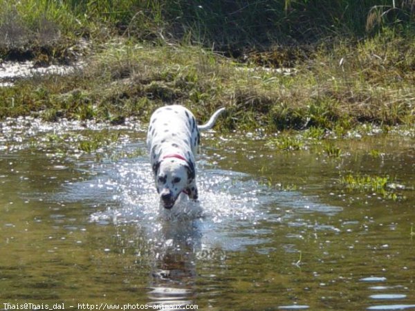 Photo de Dalmatien