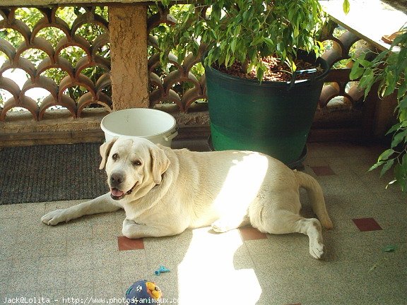 Photo de Labrador retriever