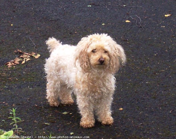 Photo de Bichon  poil fris