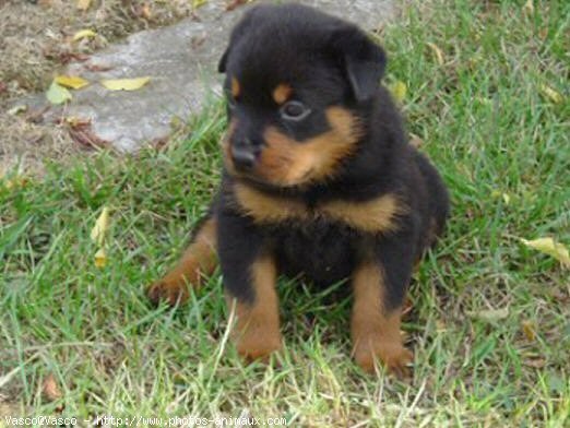 Photo de Rottweiler