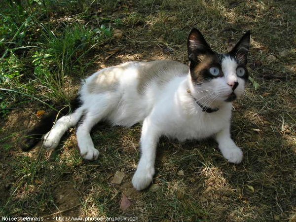 Photo de Snowshoe