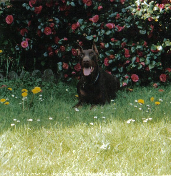 Photo de Dobermann