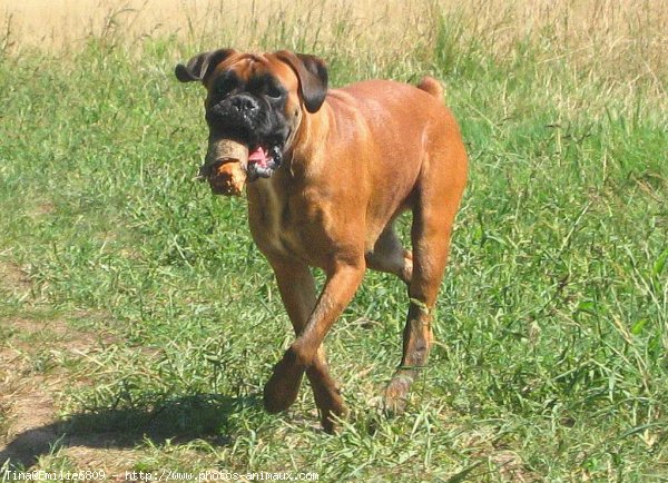 Photo de Boxer