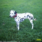 Photo de Dalmatien