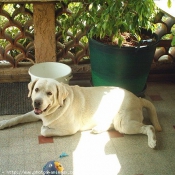 Photo de Labrador retriever