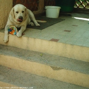 Photo de Labrador retriever